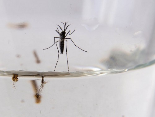 Se viene una nueva invasión de mosquitos