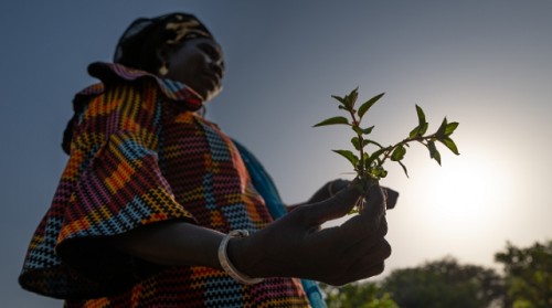 Abiertas las nominaciones para el Premio Campeones de la Tierra 2024, centrado en la restauración de la tierra, la resiliencia a la sequía y la lucha contra la desertificación