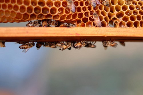 El Primer Foro Internacional de Acción sobre Apicultura y Polinización Sostenible da un nuevo impulso a la cooperación internacional en materia de protección de los polinizadores